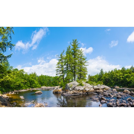 Biggies Scenes Window Well Scenes-Tree, 120 in wide x 60 in high BG-WW-TRE-120